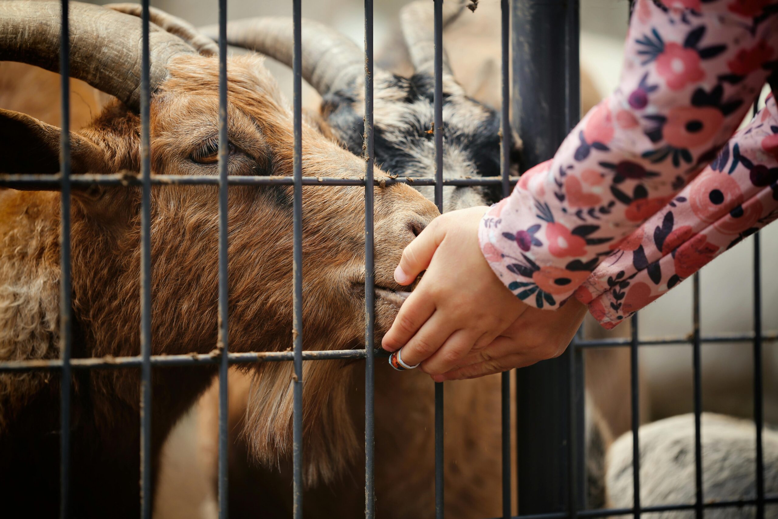 Parade Day Activities A child gently feeds a goat through a zoo cage, showcasing a tender moment of interaction with animals.